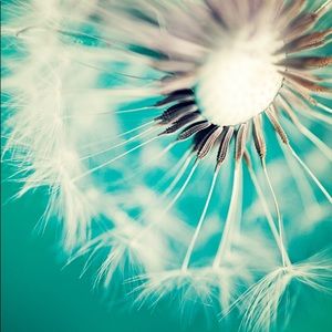 Meet your Posher, Pauline